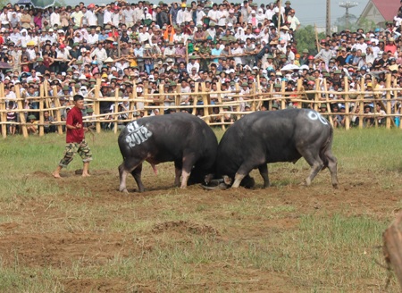Hơn 2 vạn khán giả chen chân xem chọi trâu - 17 Khóa sừng, vô hiệu hóa các ngón đánh của đối phương