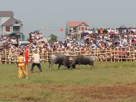 Hơn 2 vạn khán giả chen chân xem chọi trâu - 11 Đối đầu giằng co quyết liệt