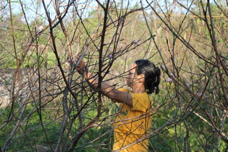 Người trồng đào lo “mất Tết” vì nắng nóng bất thường - 5 Nắng nóng, đào nở sớm, người trồng đào thất thu