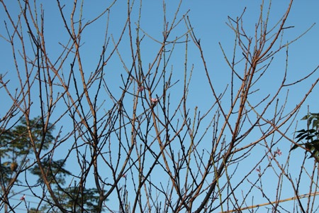 Người trồng đào lo “mất Tết” vì nắng nóng bất thường - 1 Người trồng đào lo “mất Tết” vì nắng nóng bất thường