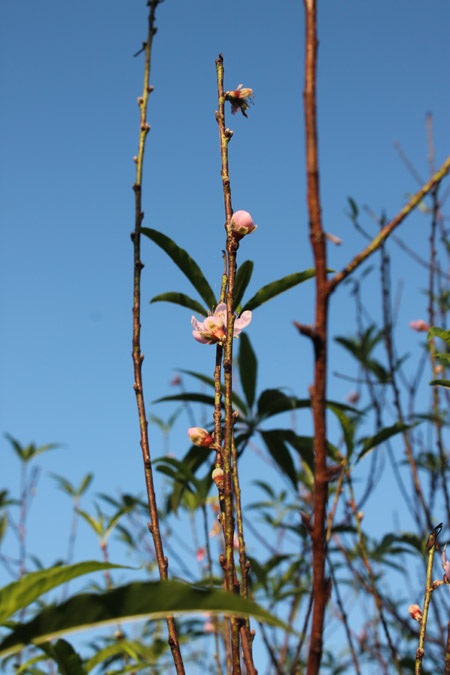 Người trồng đào lo “mất Tết” vì nắng nóng bất thường - 3 Hoa cười, còn người trồng đứng ngồi không yên