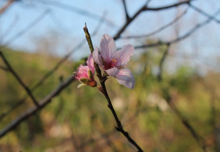 Người trồng đào lo “mất Tết” vì nắng nóng bất thường - 4 Nhiều gốc đào nở bung trong nắng bất thường