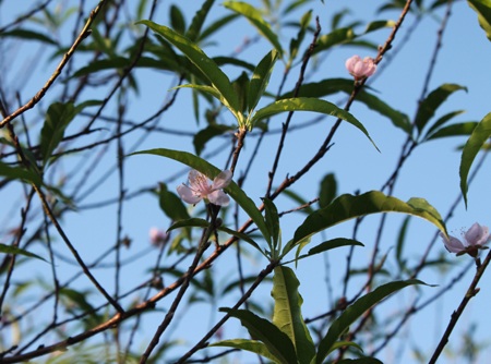 Người trồng đào lo “mất Tết” vì nắng nóng bất thường - 2 Đào bắt đầu nở rộ tại các khu vườn