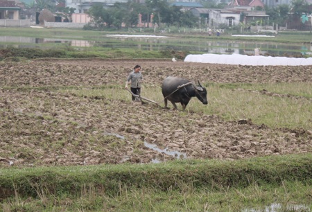 Ngày đầu năm, nông dân đội rét xuống đồng - 1 Nông dân Nghệ An chuẩn bị cho vụ mùa Đông Xuân bất chấp giá rét