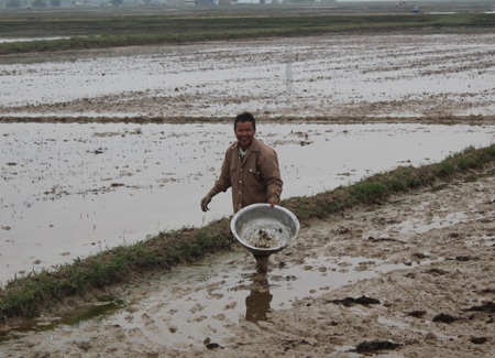 Ngày đầu năm, nông dân đội rét xuống đồng - 4 Niềm vui của một nông dân xứ Nghệ về thành quả trong ngày xuống đồng giá rét
