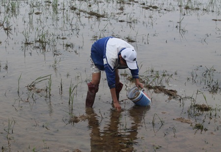 Ngày đầu năm, nông dân đội rét xuống đồng - 3 Tranh thủ ngày nghỉ lễ, nhiều em học sinh cũng ra đồng bắt cua, ốc để cải thiện