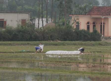 Ngày đầu năm, nông dân đội rét xuống đồng - 2 Nông dân Nghệ An chuẩn bị cho vụ mùa Đông Xuân bất chấp giá rét