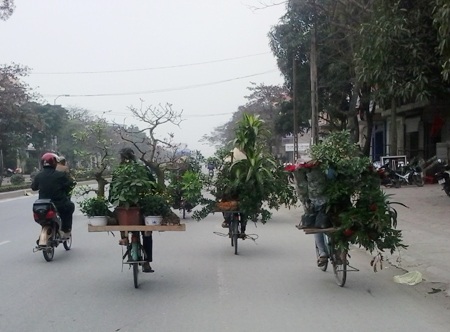 Những người “chở” Tết từ quê ra phố - 5 Và rừng cây cảnh tiến vào nội đô mỗi sáng