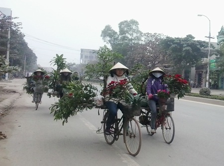Những người “chở” Tết từ quê ra phố - 1 Hoa từ các làng trồng hoa ven đô được đưa vào thành phố góp Tết