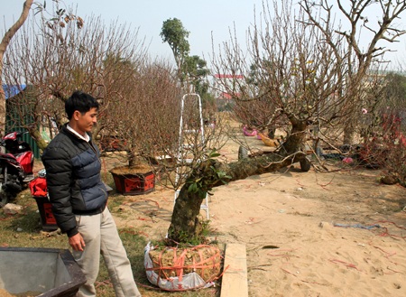Hoa về ngập phố - 2 Gốc đào có thế lão mai được chào bán giá 22 triệu đồng.