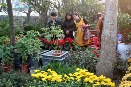 Hoa về ngập phố - 11 Người dân đã bắt đầu đi ngắm chọn mua hoa Tết.