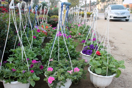 Hoa về ngập phố - 10 Người dân đã bắt đầu đi ngắm chọn mua hoa Tết.