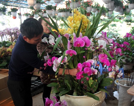 Hoa về ngập phố - 9 Mỗi chậu lan có giá từ 4-5 triệu đồng.