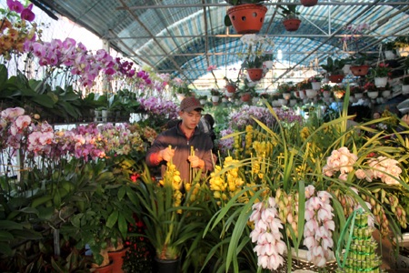 Hoa về ngập phố - 8 Thời điểm hiện tại, hoa lan đã xác lập mức giá kỷ lục 70 triệu đồng/chậu.