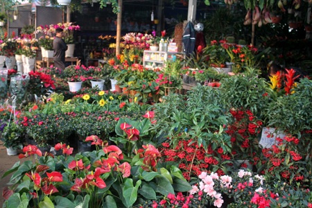 Hoa về ngập phố - 7 Thời điểm hiện tại, hoa lan đã xác lập mức giá kỷ lục 70 triệu đồng/chậu.