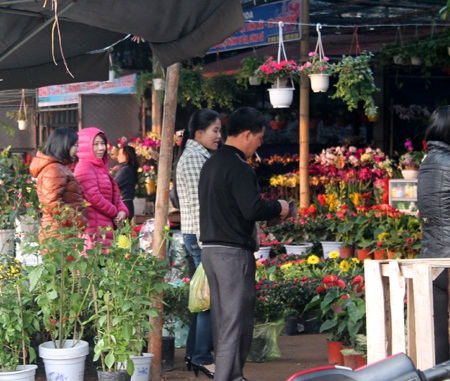 Hoa về ngập phố - 5 Trong khi hoa đào hút khách thì các cửa hàng hoa vẫn khá bình lặng.