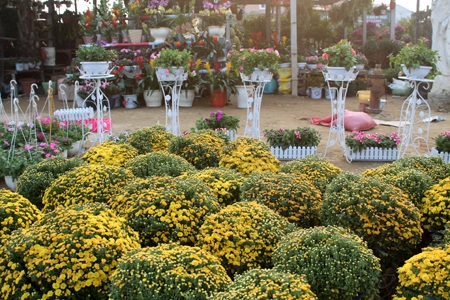 Hoa về ngập phố - 4 Hoa cúc chưa có biến động giá so với Tết năm ngoái.