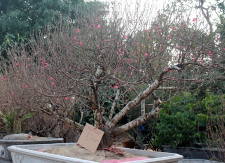 Hoa về ngập phố - 1 Gốc đào được chào giá 100 triệu đồng tại Nghệ An.