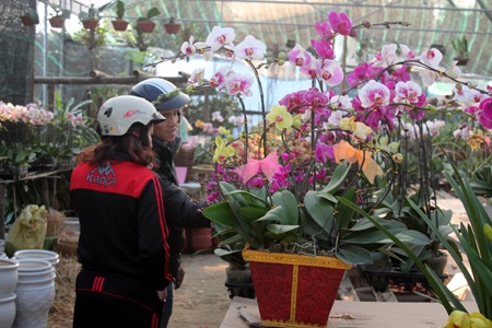 Hoa về ngập phố - 3 Hoa lan có giá từ 120-140 nghìn đồng/cành khá hút người xem.