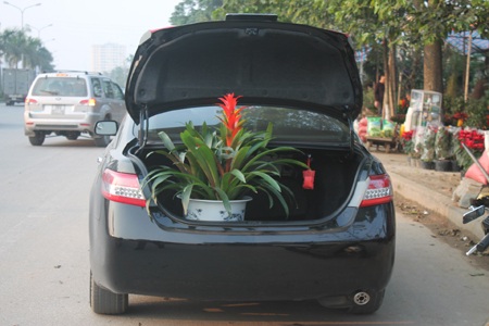 Hoa về ngập phố - 12 Hoa chuẩn bị về nhà diện Tết.