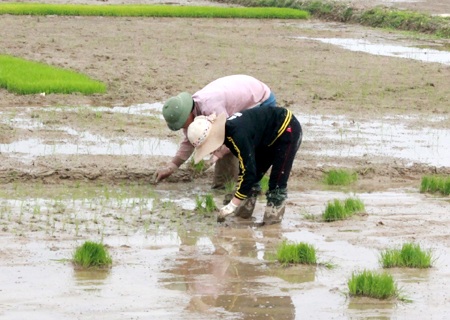 Nông dân nô nức "trẩy hội" xuống đồng - 10 Hầu hết giống lúa được sử dụng là lúa hàng hóa, năng suất cao.