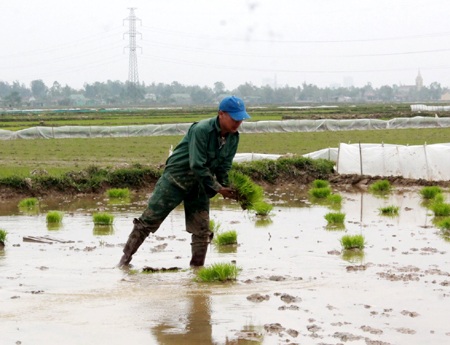 Nông dân nô nức "trẩy hội" xuống đồng - 5 Để thuận lợi cho chăm bón, người dân Nghệ An bắc mạ để cấy.