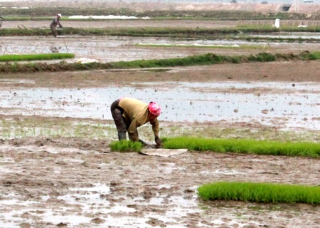 Nông dân nô nức "trẩy hội" xuống đồng - 7 Hầu hết giống lúa được sử dụng là lúa hàng hóa, năng suất cao.
