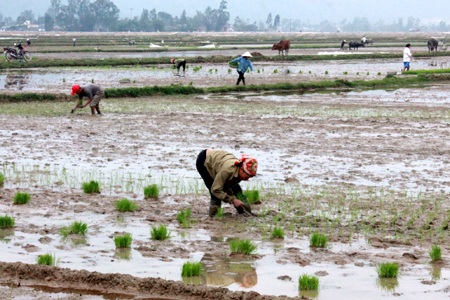 Nông dân nô nức "trẩy hội" xuống đồng - 9 Hầu hết giống lúa được sử dụng là lúa hàng hóa, năng suất cao.
