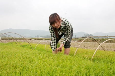 Nông dân nô nức "trẩy hội" xuống đồng - 6 Hầu hết giống lúa được sử dụng là lúa hàng hóa, năng suất cao.