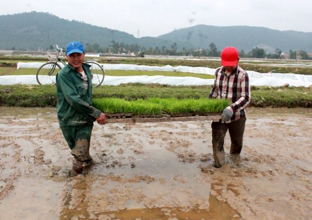 Nông dân nô nức "trẩy hội" xuống đồng - 4 Để thuận lợi cho chăm bón, người dân Nghệ An bắc mạ để cấy.