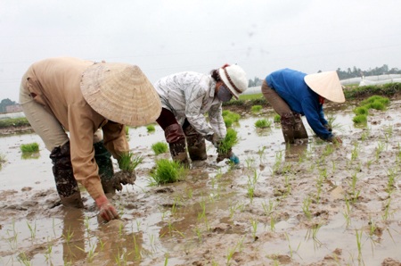 Nông dân nô nức "trẩy hội" xuống đồng - 1 Mùng 4 Tết, nông dân Nghệ An đã xuống đồng chuẩn bị cho một mùa sản xuất mới.