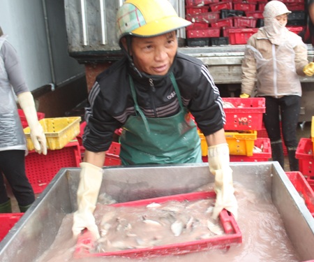 Những người phụ nữ “không màng” ngày 8/3 - 6 Vận chuyển cá vào kho lạnh là công việc đòi hỏi phải có sức khỏe tốt và khả năng chịu được lạnh cao