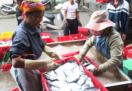 Những người phụ nữ “không màng” ngày 8/3 - 5 Vận chuyển cá vào kho lạnh là công việc đòi hỏi phải có sức khỏe tốt và khả năng chịu được lạnh cao