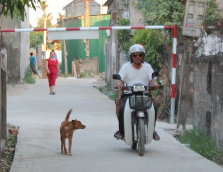 Nghệ An: Báo động nguy cơ bệnh dại vì người dân thờ ơ tiêm phòng - 1 Tình trạng nuôi chó thả rông vẫn phổ biến tại Nghệ An.