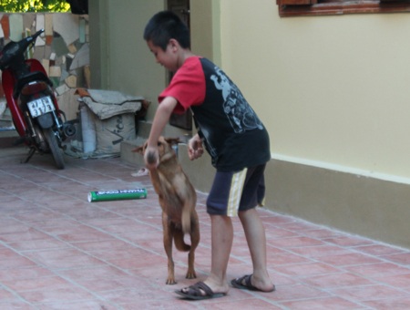 Nghệ An: Báo động nguy cơ bệnh dại vì người dân thờ ơ tiêm phòng - 2 Một em nhỏ vẫn hồn nhiên chơi đùa với chó.