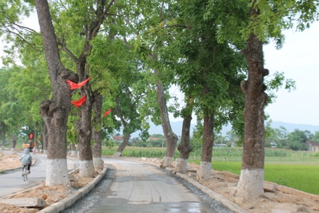 Từ Làng Sen hướng về Biển Đông - 1 Màu xanh đầy sức sống trên con đường về Làng Sen quê Bác.