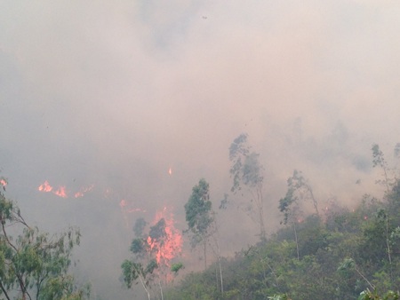 Chống cháy rừng như chống giặc - 1 Chỉ trong vòng hơn nửa tháng, Nghệ An đã xảy ra 14 vụ cháy rừng, thiêu rụi 100ha rừng.