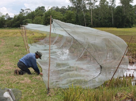 Giăng lưới bắt cào cào.