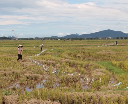 Rải dây thừng làm lưới để lùa cào cào.