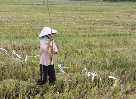 Phụ nữ thì lùa cào cào.