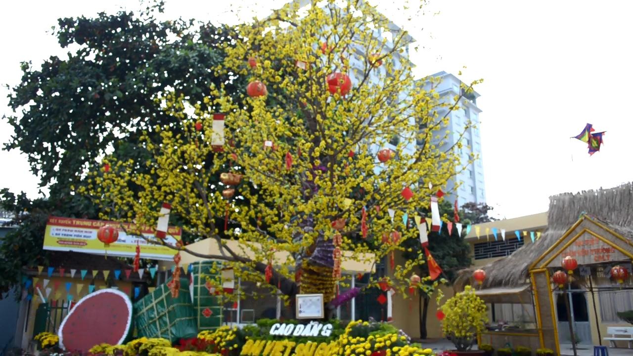 Với chiều cao 9 mét, cây mai thật sự gây ấn tượng với những người qua lại ngang đây...