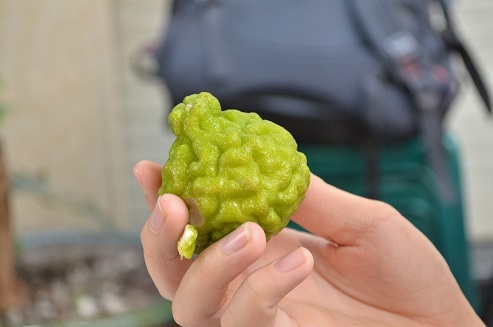 Quả Chúc dùng làm hương vị đặc trưng cho món Num-Bò-Choc