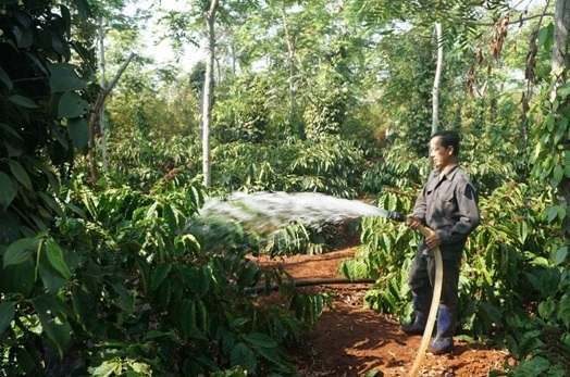 Đại gia dốc sức “hồi sinh” cho cà phê Tây Nguyên - 3 Đại gia dốc sức “hồi sinh” cho cà phê Tây Nguyên