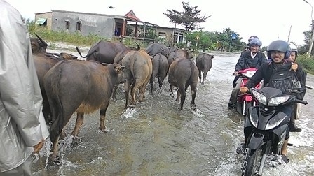 Huế đón trận lũ đầu tiên - 10 Lùa trâu lên nơi cao ráo