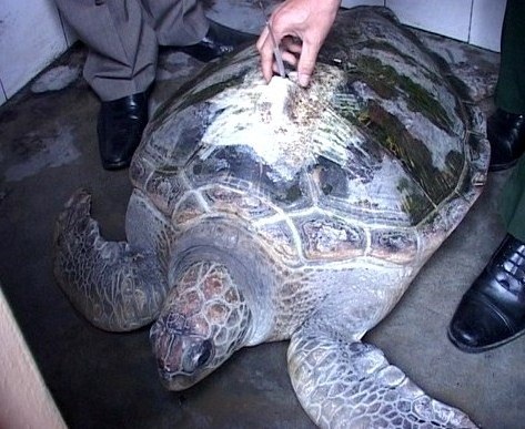 Phát hiện rùa biển gắn định vị mã vùng Trung Quốc - 1 Con rùa biển có gắn định vị mã vùng Trung Quốc trên mai và dưới chân