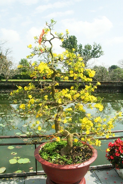 Ngắm mai vàng cổ nở hoa vàng rực Hoàng cung Huế - 8 Đại Dương