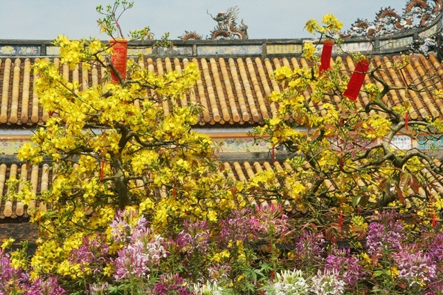 Ngắm mai vàng cổ nở hoa vàng rực Hoàng cung Huế - 5 Đại Dương