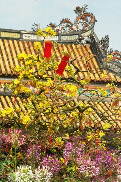 Ngắm mai vàng cổ nở hoa vàng rực Hoàng cung Huế - 6 Đại Dương
