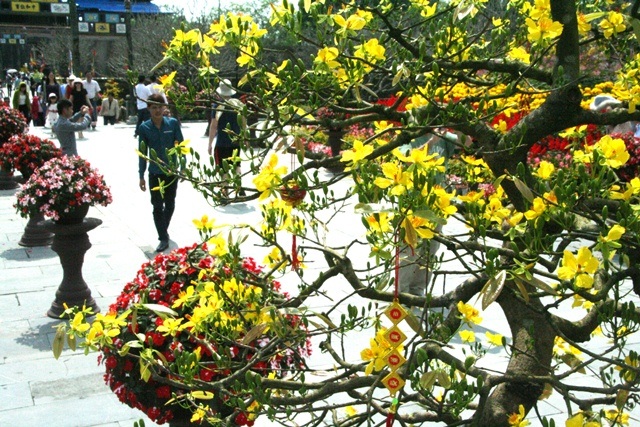 Ngắm mai vàng cổ nở hoa vàng rực Hoàng cung Huế - 10 Đại Dương