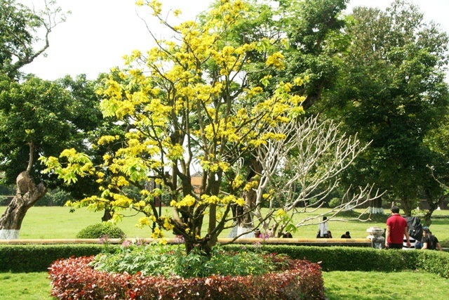 Ngắm mai vàng cổ nở hoa vàng rực Hoàng cung Huế - 2 Đại Dương